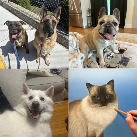 Pets we care for