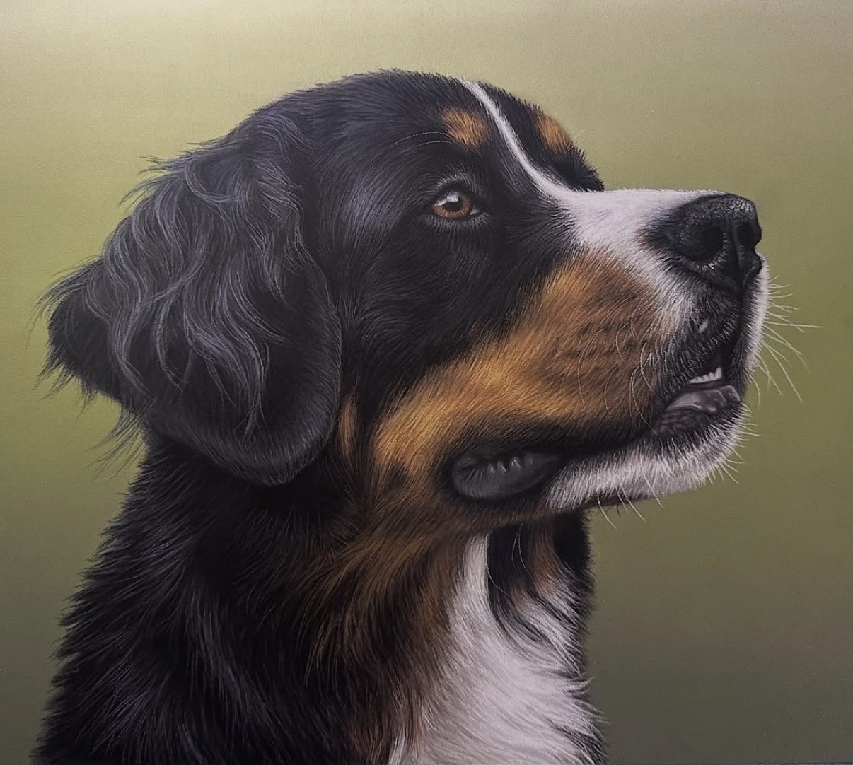 Pet portrait 4